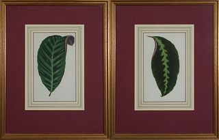 Continental School, "Maranta Warsawiczii," and "Calathea Zebrina," pair of leaf lithographs, presented in stepped gilt frames with m...