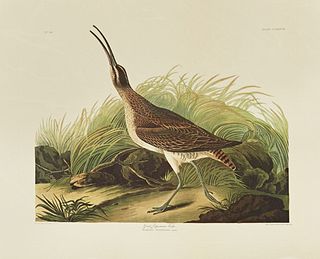 John James Audubon (1785-1851), "Great Esquimaux Curlew," No. 18, Plate 237, Amsterdam edition, plastic wrapped, H.- 26 5/8 in., W.-...