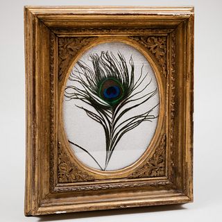 Framed Peacock Feather from Houghton Hall