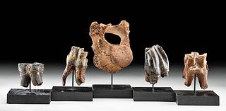 Four Pleistocene Woolly Rhino Teeth & Walrus Vertebra