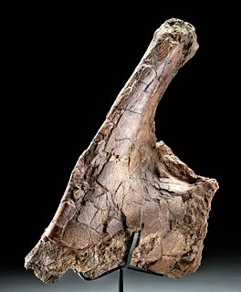 Hell Creek Formation Fossilized Edmontosaurus Ilium