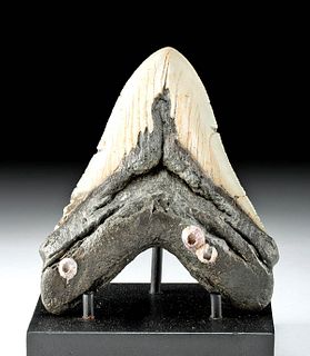 Fossilized Megalodon Tooth w/ Barnacles