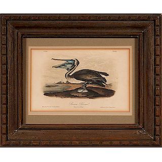 Audubon Print, Brown Pelican, Bowen Edition 