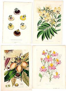 19th Century British Botanical Prints 