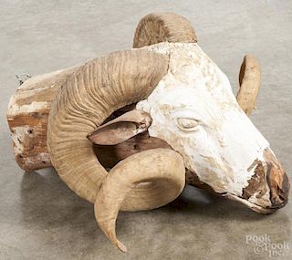 Pair of ram's horn trophies on a carved and modeled plaster mount, 10'' x 18'' x 15 1/2''.