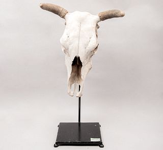 Cráneo de toro. Siglo XX. Material orgánico con base de metal laqueado. 76 cm de altura (con base)