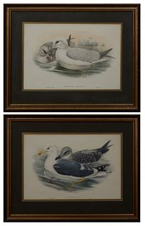 J. Gould (1804-1881, English) and H. C. Richter (1821-1902, English), "Larus Fuscus," and "Procelaria Gracialis," 20th c., pairt of colored bird print