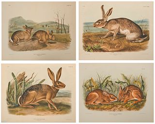 After JOHN JAMES AUDUBON and JOHN WILLIAM AUDUBON. Four Colored Lithographs Depicting Hares.