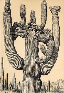 Conrad Buff, Cacti