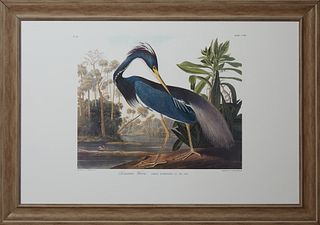 John James Audubon (1785-1831), "Louisiana Heron," No. 44, Plate 217, facsimile, presented in a wide distressed washed frame, H.- 25 1/4 in., W.- 38 1