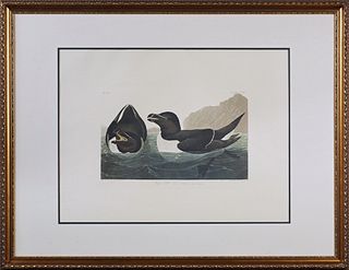 John James Audubon (1785-1851), "Razor Bill," No. 43, Plate 214, 20th c., presented in a gilt and gesso frame, H.- 21 in., W.- 29 in. Provenance: The 