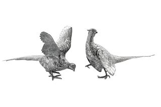 Two English Silver Pheasants