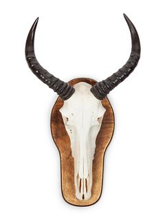 Waterback Skull and Antler Mount
horn to horn width 11 x height 25 x depth 7 inches
