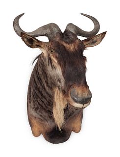 Wildebeest Taxidermy Shoulder Mount
horn to horn width 13 x height 56 x depth 42 inches