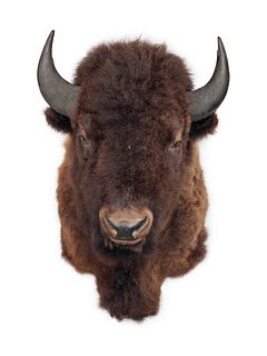American Buffalo Taxidermy Shoulder Mount
horn to horn 22 1/2 inches x depth 42 x height 42 inches