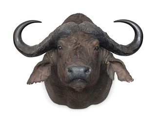 Cape Buffalo Taxidermy Shoulder Mount
width 21  x height 36 x depth 45 inches