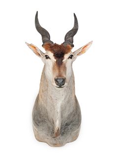 Common Eland Antelope Taxidermy Shoulder Mount
horn to horn width 23 x height 40 x depth 45 inches