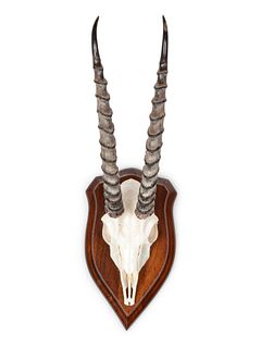 Gemsbok Skull and Antler Mount
horn to horn width 3 1/2 x overall height 19 x depth 8 inches