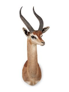 Gerenuk Taxidermy Shoulder Mount
horn to horn width 5 x overall height 34 x depth 19 inches