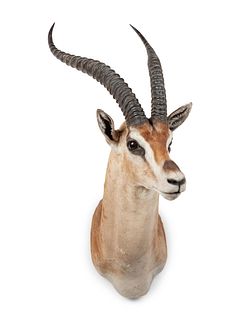 Grant's Gazelle Taxidermy Shoulder Mount
width 11 x height 37 x depth 23 inches