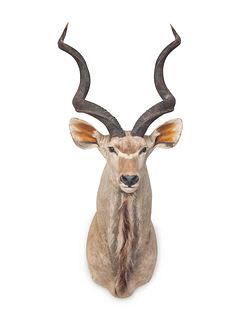 Greater Kudu Taxidermy Shoulder Mount
width 13 1/2 x length 63 x depth 28 inches