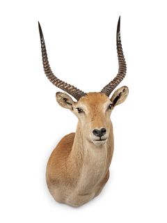 Impala Taxidermy Shoulder Mount
width 17 x height 42 x depth 26 inches