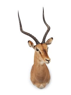 Impala Taxidermy Shoulder Mount
width 12 x height 41 x depth 20 inches