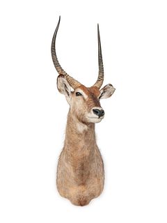 Lechwe Antelope Taxidermy Shoulder Mount
width 13 1/2 x height 63 x depth 28 inches