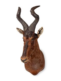 Red Hartebeest Taxidermy Shoulder Mount
horn to horn width 12 x height 48 x depth 26 inches
