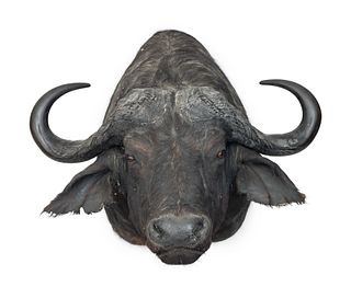 Cape Buffalo Taxidermy Shoulder Mount
width 22 x neight 39 x depth 45 inches