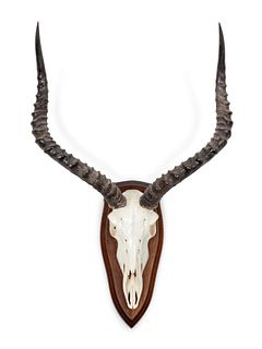 Red Lechwe Antelope Antler Mount
width 16 x height 26 x depth 9 inches