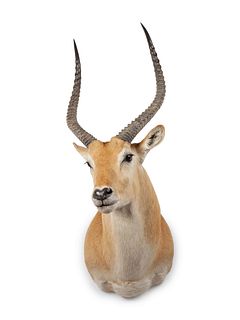 Red Lechwe Antelope Taxidermy Shoulder Mount
horn to horn 11 x height 42 x depth 26 inches