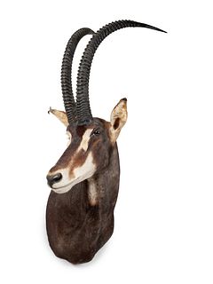 Sable Antelope Taxidermy Shoulder Mount
horn to horn width 11 x height 42 x depth 26 inches