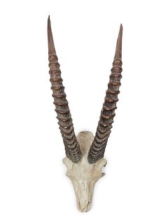 Cast Resin Sable Antelope Skull and Antler width 10 x height 28 x depth 10 inches