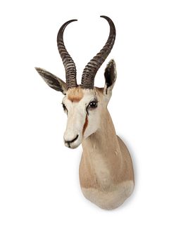 Springbok Antelope Taxidermy Shoulder Mount
horn to horn width 4 x height 30 x depth 19 inches