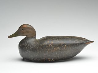 Rare black duck, Dave ‘Umbrella’ Watson, Chincoteague, Virginia.