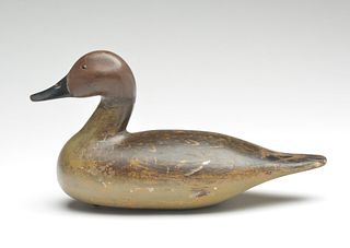 Pintail hen from the Henry A. Spiegel rig, Stockton, California, circa 1930.