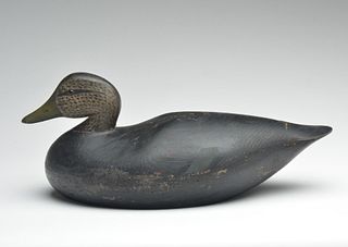 Oversize black duck, Joseph Lincoln, Accord, Massachusetts.