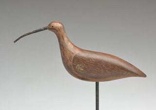 Large curlew from Cape May, New Jersey, 1st quarter 20th century.