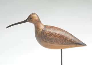 Exceptional Hudsonian curlew, Harry V Shourds, Tuckerton, New Jersey, last quarter 19th century.