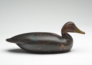 Black duck, Lloyd Parker, Parkertown, New Jersey, last quarter 19th century.