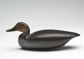 Excellent black duck, Captain Henry Grant, Barnegat, New Jersey, last quarter 19th century.