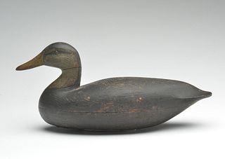 Black duck, Bradford Salmons, Staffordville, New Jersey, circa 1900.