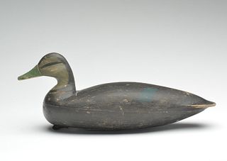 Black duck, Taylor Johnson, Point Pleasant, New Jersey, last quarter 19th century.