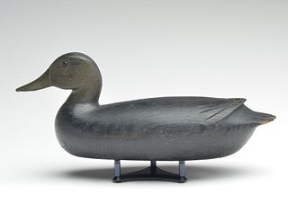 Black duck, William Welker, Edgily, Pennsylvania.