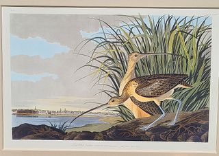 John James Audubon (1785-1851), Plate 231 - Long-Billed Curlew.