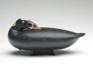 Hollow carved surf head scoter, Albert Laing, Stratford, Connecticut, 3rd quarter 19th century.