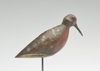 Robin snipe in spring plumage from New Jersey, last quarter 19th century.