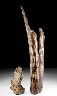 Fossilized Mammoth Tooth & Tusk Fragments
