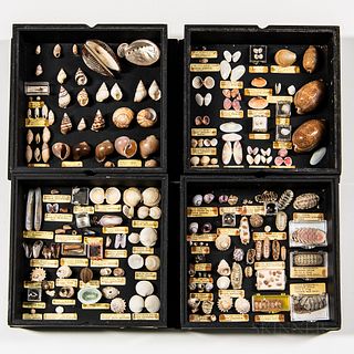 Four Shadow or Display Boxes of Shells, 19th/20th century, each box with original typed labels, sold with the book The Shell/Five Hundr